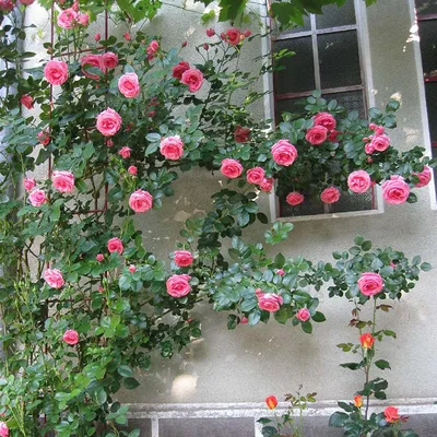 Плетистая роза: фотография с идеальным размером