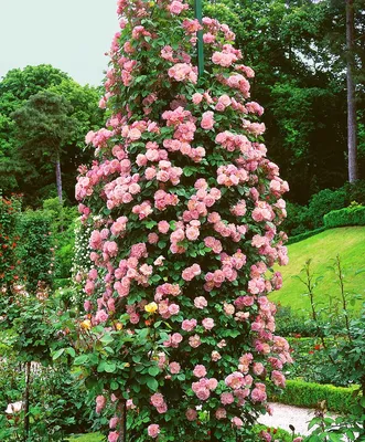 Изображение плетистой розы с высоким разрешением