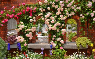 Плетистые розы на даче: прекрасные фото из моего сада
