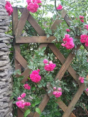 Фотка плетистых роз на даче: выберите желаемый размер и формат для сохранения