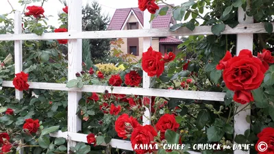 Плетистые розы на даче в формате png: сохраните эти красивые изображения