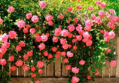Фото плетистых роз на даче: выберите удобный формат для сохранения