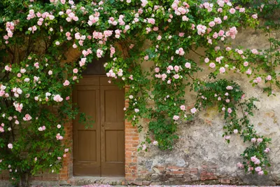 Вдохновляющие плетистые розы на даче: фотографии, наполненные романтикой и элегантностью