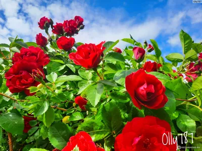 Плетистые розы на даче: великолепные изображения, созданные с любовью