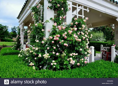 Фотка плетистых роз на даче: выберите размер и формат, чтобы сохранить эту красоту