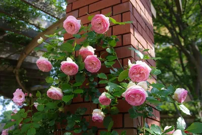 Плетистые розы на даче фотографии