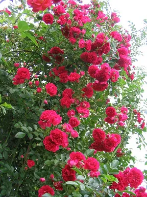Уникальные плетистые розы сорта и в формате jpg