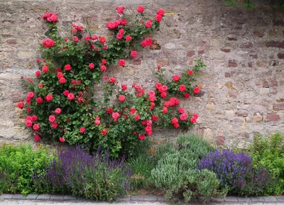 Привлекательные плетистые розы сорта и в формате png