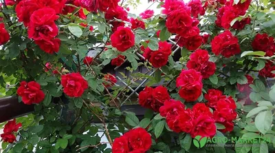 Фотка плетистых роз сорта и в png
