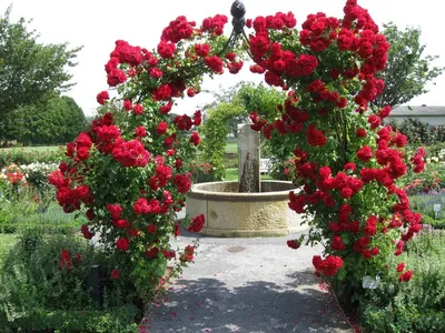 Удивительное изображение плетистых роз сорта и в webp