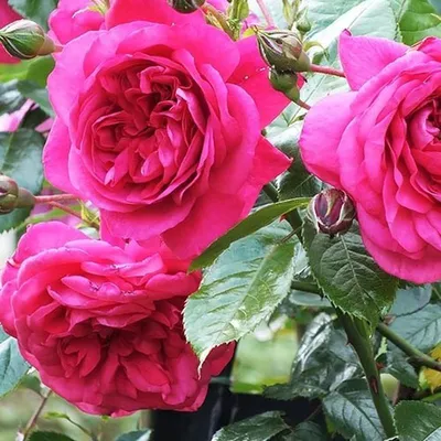 Впечатляющие плетистые розы сорта и в формате jpg