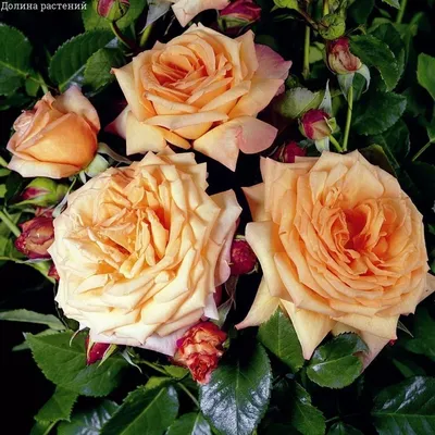 Красивая картинка плетистых роз сорта и в png
