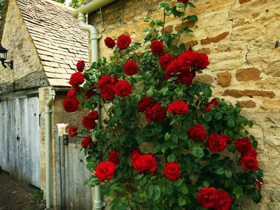 Изумительное изображение плетистых роз сорта и в webp