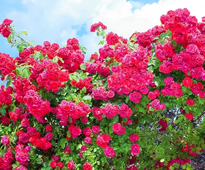 Очаровательная фотография плетистых роз сорта и в png