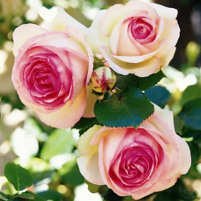 Интригующее изображение плетистых роз сорта и в webp