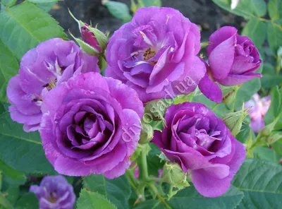 Замечательные плетистые розы сорта и в формате png