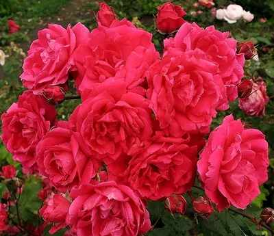 Роскошные плетистые розы сорта и в jpg