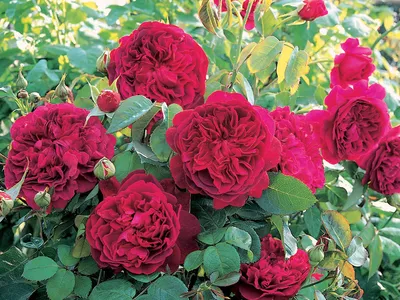 Прелестные изображения плетистых роз сорта и в webp