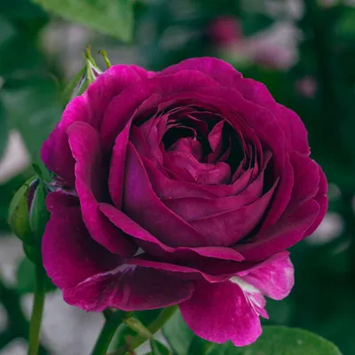Сногсшибательные плетистые розы сорта и в jpg