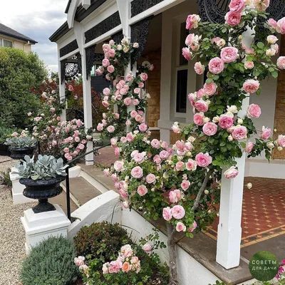 Красивые изображения плетистых роз в саду