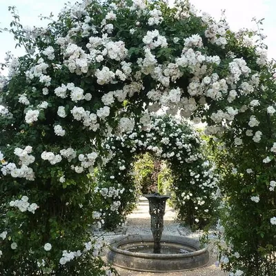 Привлекательные фото плетистых роз в саду