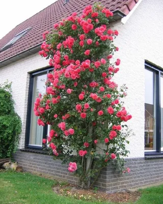 Прекрасные изображения плетистых роз в саду