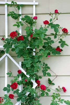 Пленительные фото плетистых роз в саду