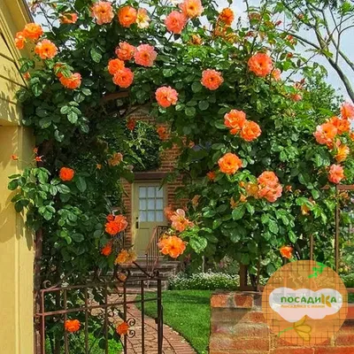 Фантастические фото плетистых роз в саду
