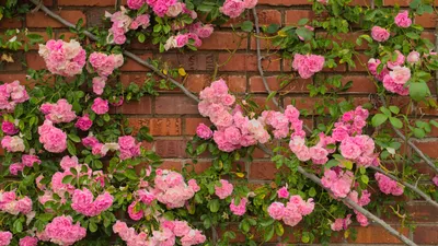 Прекрасные фотографии плетистых роз в саду