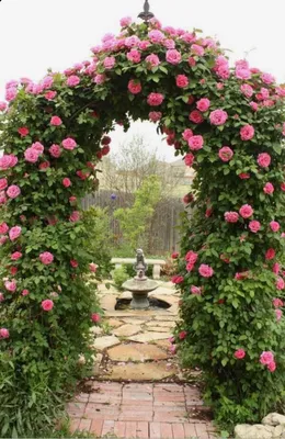 Обворожительные изображения плетистых роз в саду