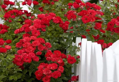Завораживающие фото плетистых роз в саду