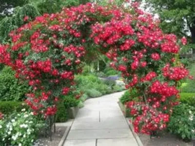 Уникальные изображения плетистых роз в саду