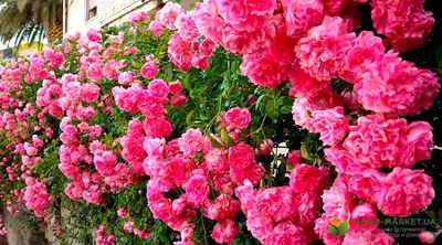 Фото плетистых роз в формате png для скачивания