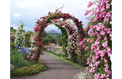 Восхитительные изображения плетистых роз в саду