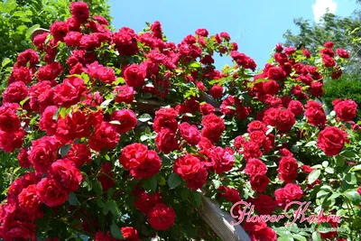 Изумительные изображения плетистых роз в саду