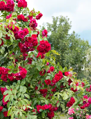 Завораживающие изображения плетистых роз в саду