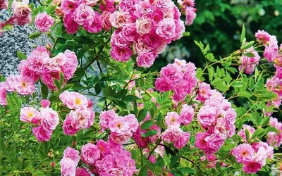 Фотографии плетистых роз в саду в формате webp для скачивания.