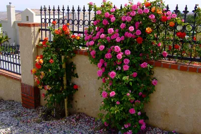 Красочные изображения плетистых роз в саду