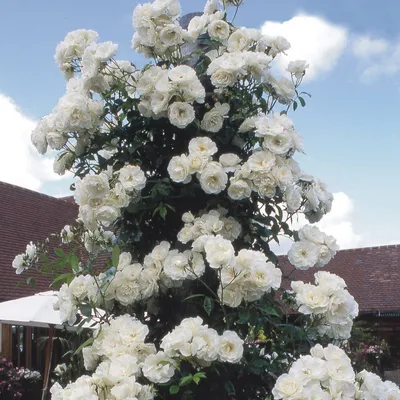 Белоснежная роза, доступная в разных размерах и форматах