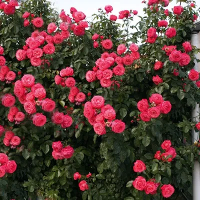 Впечатляющая картинка плетущейся розы в большом разрешении