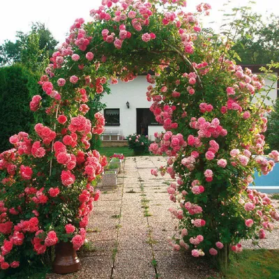 Фото плетущейся розы в разных оттенках и размерах