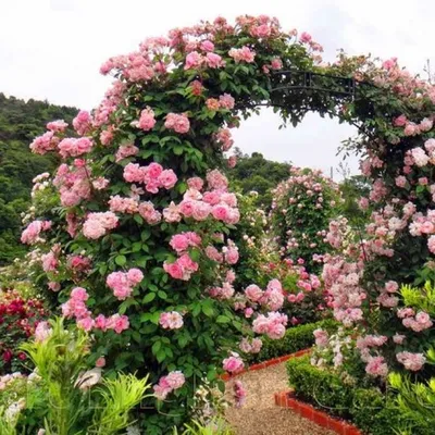 Изображение плетущейся розы в формате webp, чтобы сохранить оригинальность