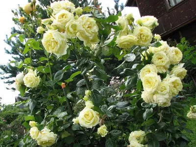 Фотка розы, которая станет прекрасным подарком для ваших близких