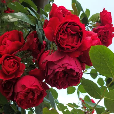Фотография розы, которая подарит вам ощущение спокойствия и гармонии