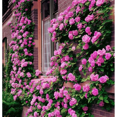 Фотка плетущейся розы в большом разрешении для вашей галереи