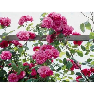 Удивительная картинка плетущейся розы в формате jpg