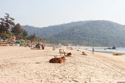 Фото Пляжа Агонда Гоа: бесплатное скачивание