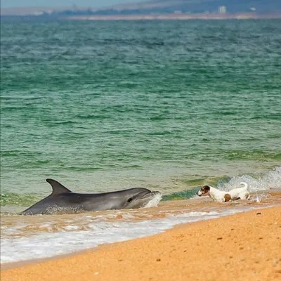 Фотографии пляжа Дельфин в Лазаревском с возможностью скачать