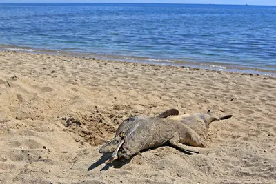Пляж Дельфин Одесса на фотографиях: место, где сбываются мечты