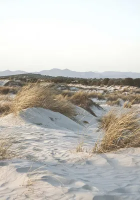 Фото пляжа дюны в формате HD